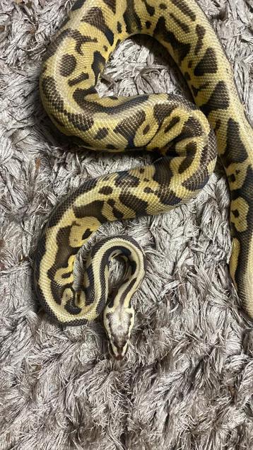 Super pastel leopard 100% dh dg/clown Ball python  beschikbaar voor biedingen