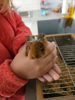 Cavia's, Dieren en Toebehoren, Knaagdieren, Oktober, Cavia