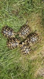 Hermann Boettgeri schildpad met chip en documenten, Dieren en Toebehoren, Reptielen en Amfibieën, Schildpad