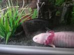 aquarium met axolotls, Dieren en Toebehoren, Ophalen