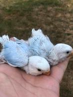 Baby dwergpapagaai, Dieren en Toebehoren