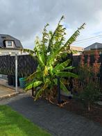 musa basjoo alle stammen inbegrepen, Tuin en Terras, Ophalen