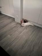 Lief jong koppeltje zoekt nieuw warm huisje, Dieren en Toebehoren, Konijnen, Dwerg