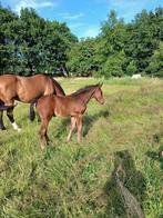 Springpaard hengstveulen met goede afstamming te koop, Dieren en Toebehoren, Paarden, Springpaard, Gechipt, Niet van toepassing