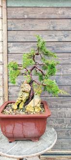 Juniperus itoigawa pre bonsai, Tuin en Terras, Ophalen