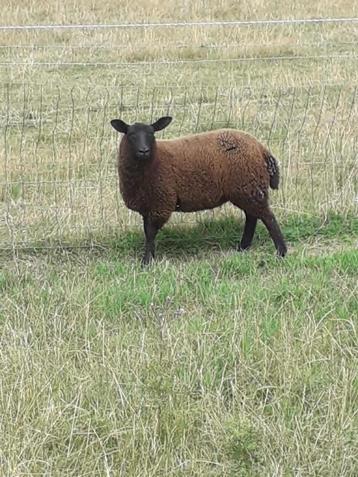 schapen ooi, Femelle, Mouton, 0 à 2 ans
