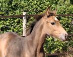 Valk hengstveulen uit Orchid’s Ceana x Kamaki de Blonde, Dieren en Toebehoren, Springpony, 0 tot 2 jaar, Hengst, Onbeleerd