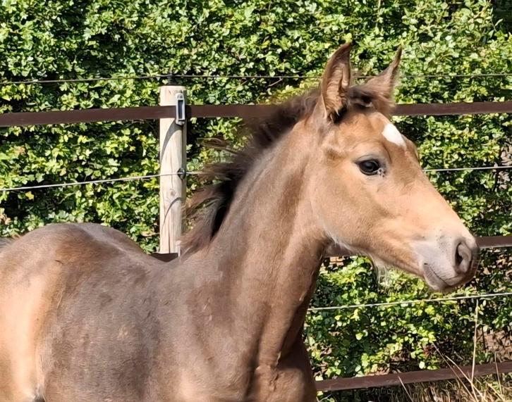 Valk hengstveulen uit Orchid’s Ceana x Kamaki de Blonde, Dieren en Toebehoren, Pony's, Hengst, Onbeleerd, D pony (1.37m tot 1.48m)