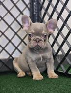 Bouledogue francais, België, Fokker | Hobbymatig, Reu, CDV (hondenziekte)