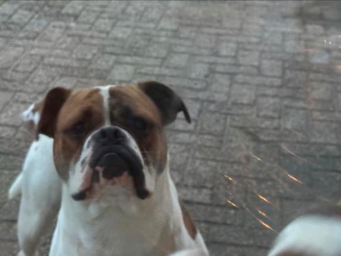 Amerikaanse Bulldog, Dieren en Toebehoren, Honden | Bulldogs, Pinschers en Molossers, Reu, Overige rassen, Fokker | Hobbymatig