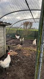 Coqs Poule de Bresse, Animaux & Accessoires, Mâle, Poule ou poulet