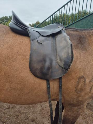 Verschillende zadels beschikbaar voor biedingen