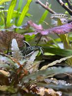 2x synodontis perticola, Dieren en Toebehoren, Vissen | Aquariumvissen, Vis, Zoetwatervis
