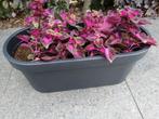 Siernetels 4 of 9 EUR, Ophalen, Overige soorten, Minder dan 100 cm, Bloeiende kamerplant