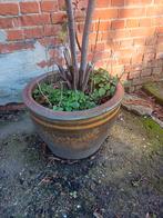 Bloempot met laurier, Tuin en Terras, Bloembakken en Plantenbakken, Ophalen