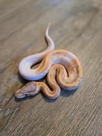 Piebald combo ball pythons, Dieren en Toebehoren