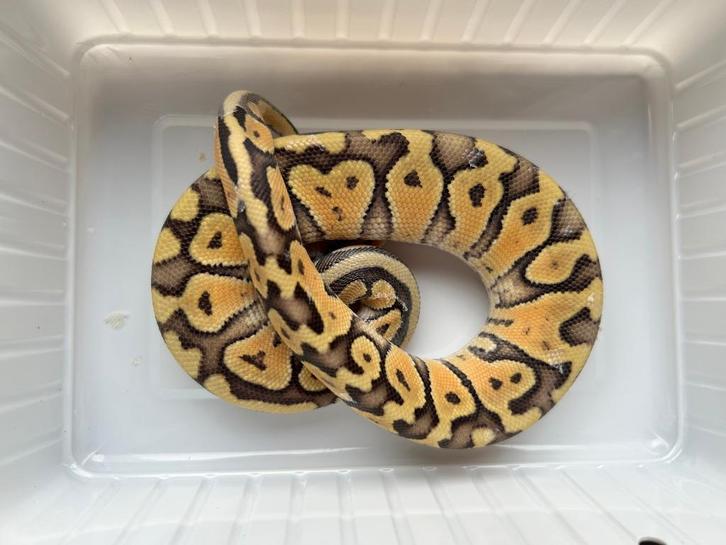 0.1 ball python - pastel lemon pastel fire het clown, Dieren en Toebehoren, Reptielen en Amfibieën, Slang, 0 tot 2 jaar, Tam