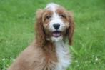 Cavapoo pups mooie keuze uit 2 nestjes, België, 15 weken tot 1 jaar, Meerdere, Meerdere dieren