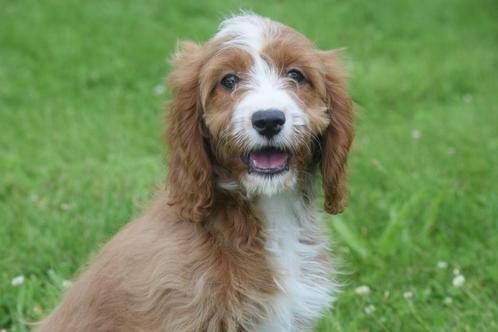 Cavapoo pups mooie keuze uit 2 nestjes, Dieren en Toebehoren, Honden | Niet-rashonden, Middel, Meerdere dieren, Fokker | Professioneel