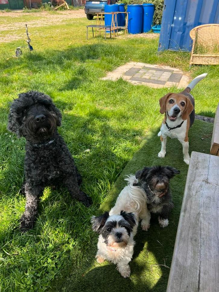 Klein honden hotel in huiselijke omgeving, Diensten en Vakmensen, Dieren | Honden | Verzorging, Oppas en Les, Particuliere oppas