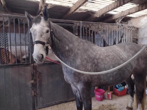 Chayton x Cheyenne fleurie, Animaux & Accessoires, Chevaux, Hongre, Débourré, 175 cm ou plus, 3 à 6 ans, Cheval de saut, Avec pedigree