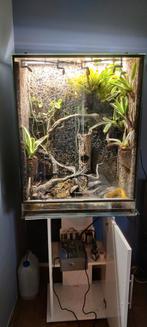 Terrarium + kikkers, Dieren en Toebehoren, Amfibie, Met terrarium, 0 tot 2 jaar
