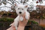Westie pups met stamboom (West highland white terriër), Dieren en Toebehoren, Honden | Jack Russells en Terriërs, België, Overige rassen