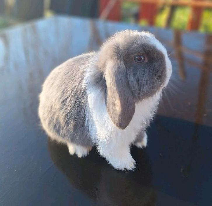 Hele knappe dame te koop, Dieren en Toebehoren, Konijnen, Klein, Vrouwelijk, 0 tot 2 jaar, Hangoor