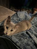 Blauw Rus Katertje met stamboom, Dieren en Toebehoren, Kater, Kortharig, 0 tot 2 jaar