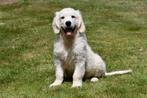 Golden Retriever pups te koop (Ouders met stamboom), Golden retriever, België, CDV (hondenziekte), 8 tot 15 weken