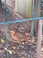 Goudfazanten, Dieren en Toebehoren
