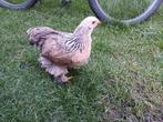 Brahma kippen., Dieren en Toebehoren, Pluimvee, Geslacht onbekend