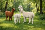 3 vrouwelijke Alpaca's, Dieren en Toebehoren, Juni, Vrouwelijk