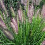 Planten op bestelling, Tuin en Terras, Ophalen, Siergrassen
