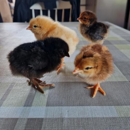 Verkocht Mix van Kuikens, Dieren en Toebehoren, Pluimvee