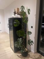 Monstera deliciosa variegata albo, Huis en Inrichting, Kamerplanten, Ophalen, 200 cm of meer, Overige soorten, Halfschaduw
