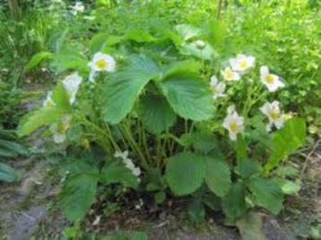 Gratis Aardbeiplantjes (Fragaria) disponible aux enchères