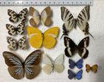 Lot VLINDERS B keuze, Ophalen of Verzenden, Insect, Opgezet dier