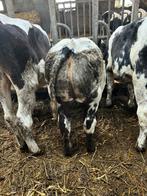 Dikbil vaarskalveren, Dieren en Toebehoren, Runderen, Meerdere dieren, 0 tot 2 jaar