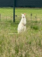 Witte wallaby kangoeroe dekman, Mannelijk