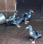 Jonge barbarie eenden, Dieren en Toebehoren, Pluimvee, Eend
