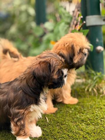 Lhasa apso pups beschikbaar voor biedingen