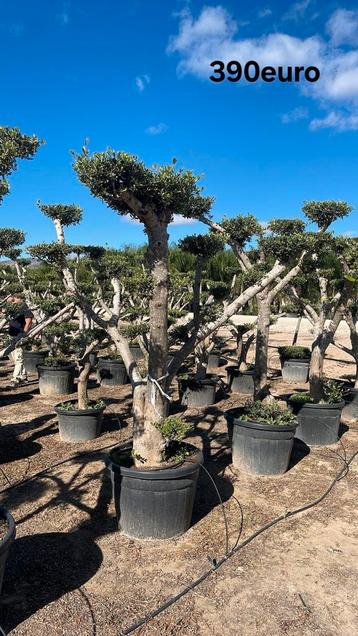 Olijfbomen olea europaea vanaf april 2026 in België! beschikbaar voor biedingen