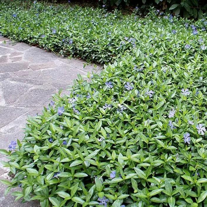 Vinca minor / Maagdenpalm, Tuin en Terras, Planten | Tuinplanten, Bodembedekkers, Halfschaduw, Ophalen