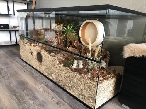 Glazen Hamsterkooi met Schuifruiten – Gemakkelijk in Gebruik, Dieren en Toebehoren, Knaagdieren en Konijnen | Hokken en Kooien