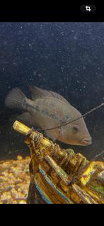 Amerikaanse Cichliden Flowerhorn vrouwelijk, Vis, Zoetwatervis