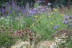 Aanleg plantenborder, Ophalen of Verzenden, Vaste plant