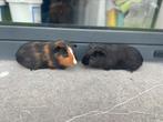 Jonge cavia’s, Dieren en Toebehoren, Cavia, Tam