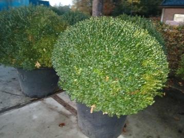 Buxus bollen in Pot beschikbaar voor biedingen