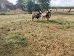 Baggerbonte ooien, Dieren en Toebehoren, Schapen, Geiten en Varkens